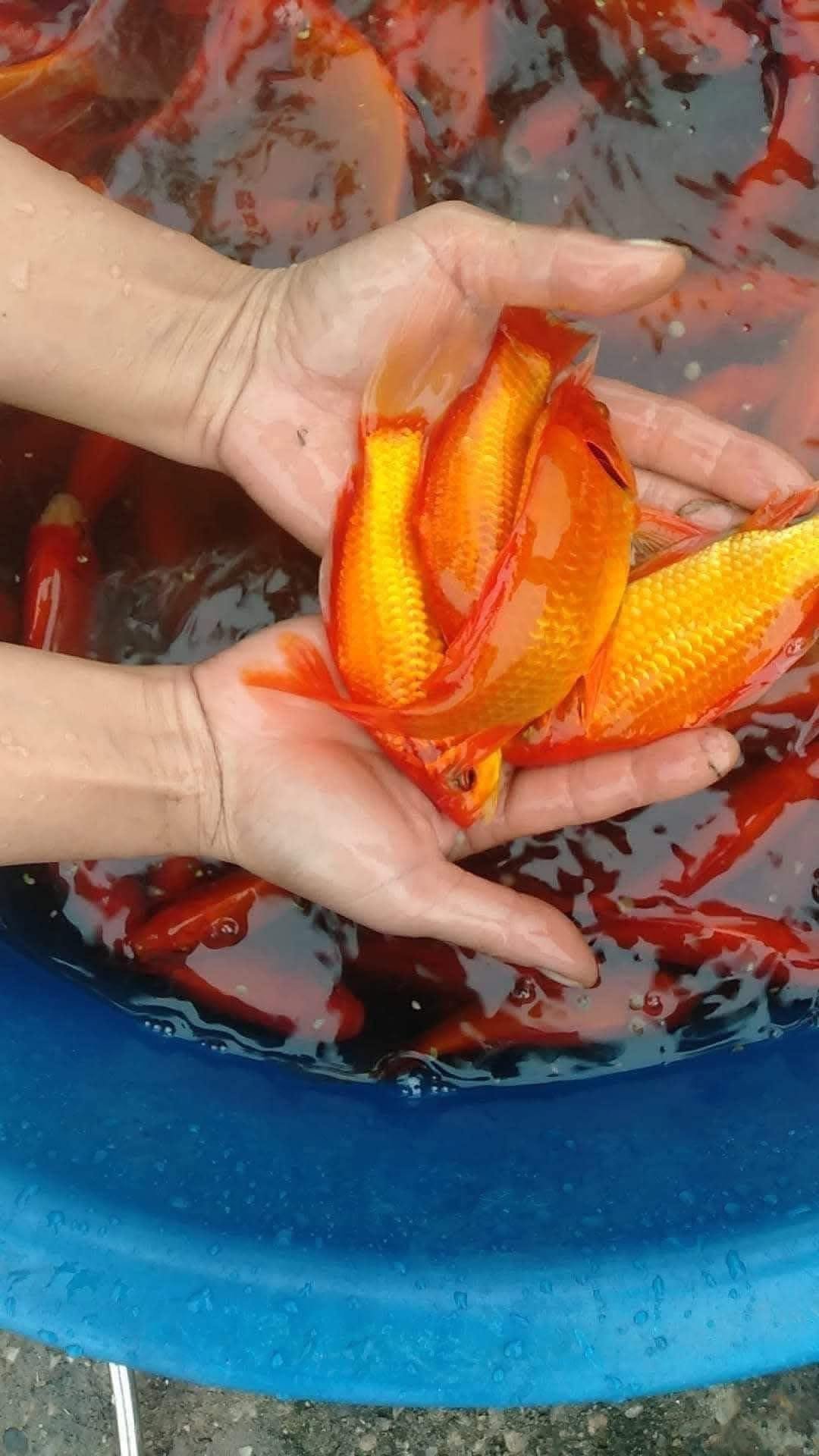 Cá chép tam dương có gì đặc biệt so với các dòng cá khác