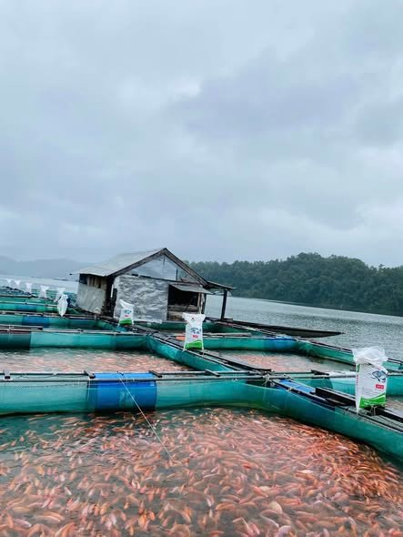 Nuôi cá điêu hồng trong thùng xốp mô hình phổ biến