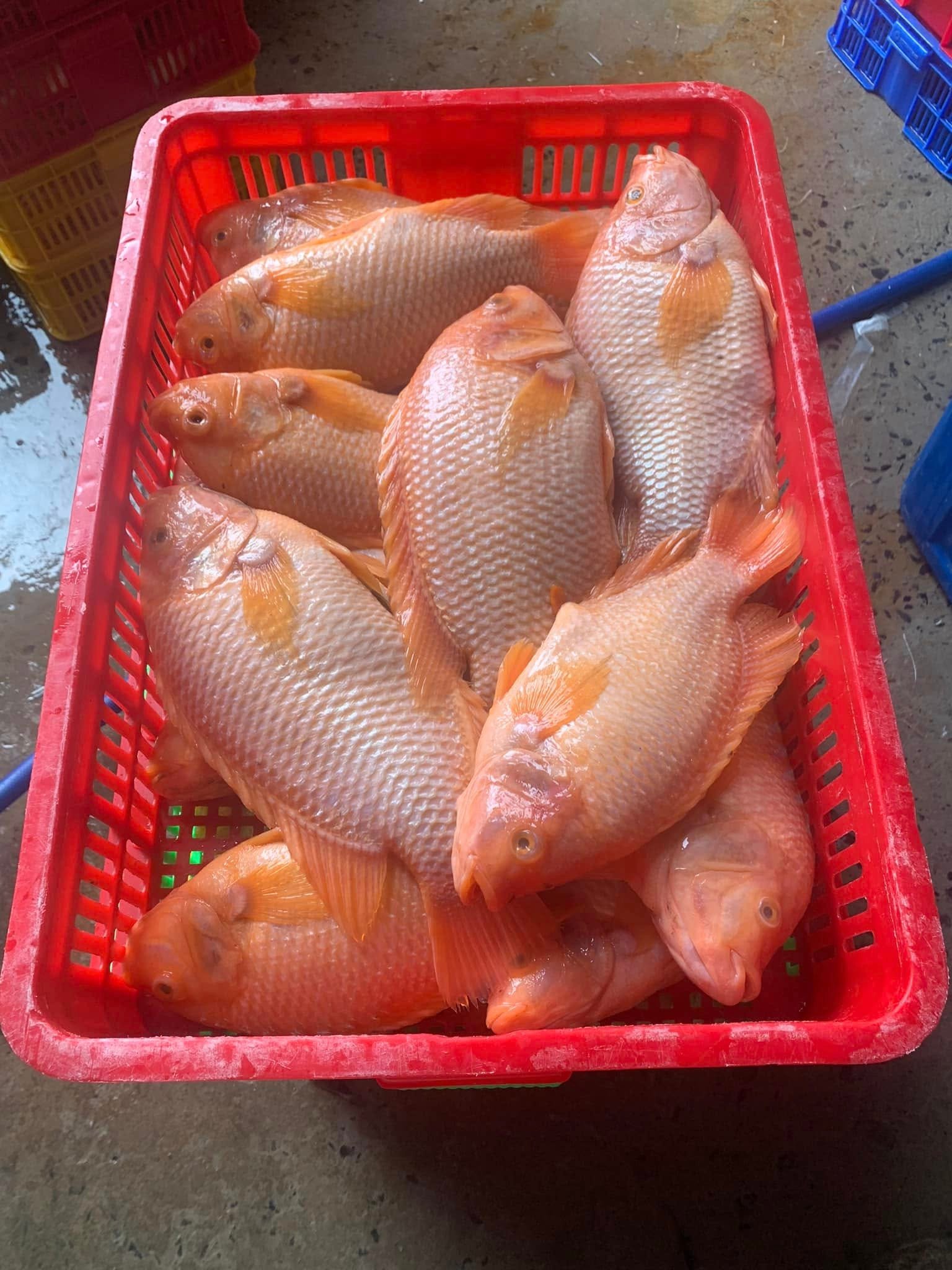 Nuôi cá điêu hồng trong thùng xốp lưu ý quan trọng