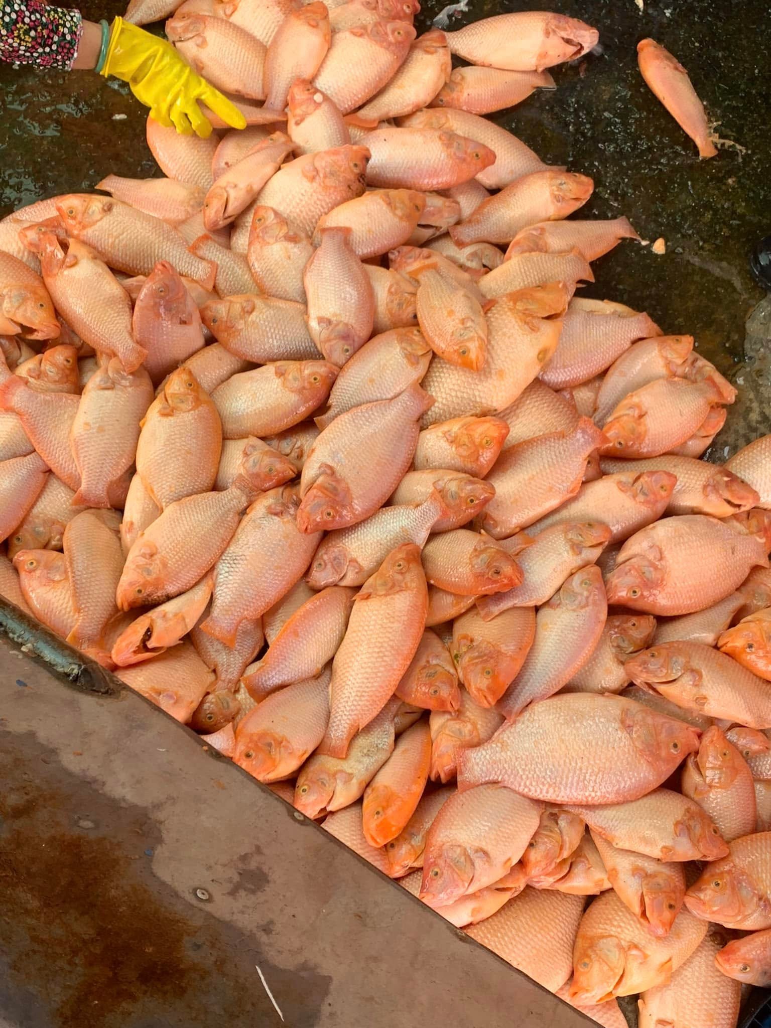 Hệ thống nuôi cá điêu hồng bằng thùng xốp dễ thực hiện