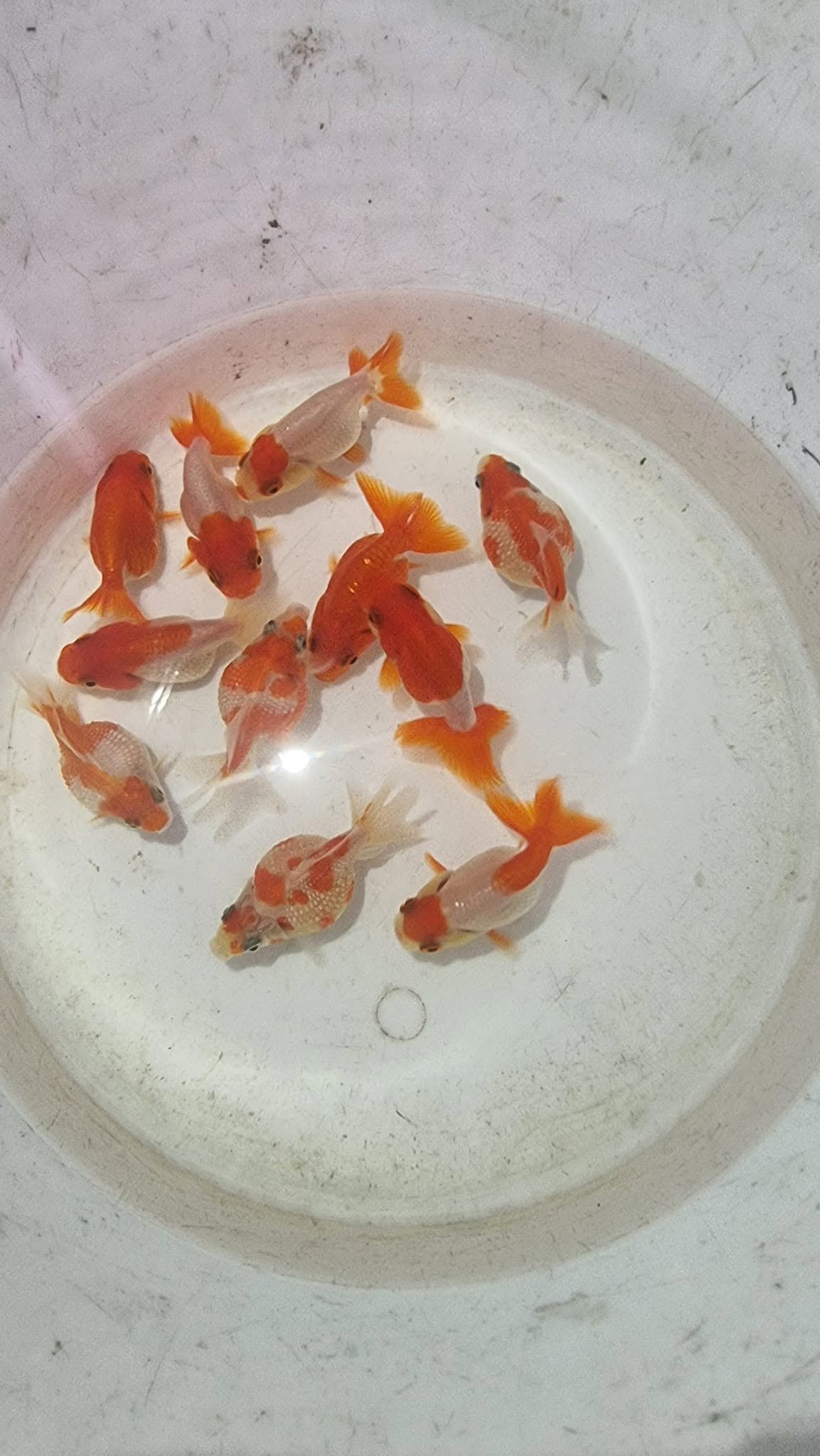 Trại cá giống Quận 12 và nguồn cá chất lượng ổn định