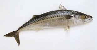 Giải thích cá mackerel là cá gì và vai trò trong đại dương