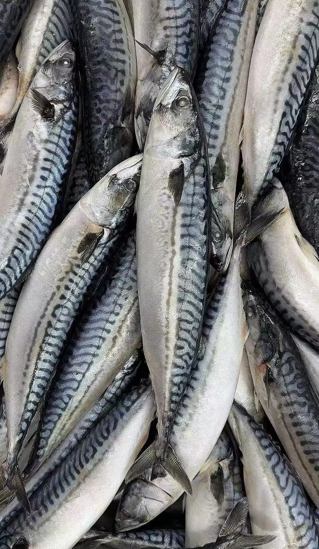 Khám phá cá mackerel là cá gì và giá trị dinh dưỡng nổi bật