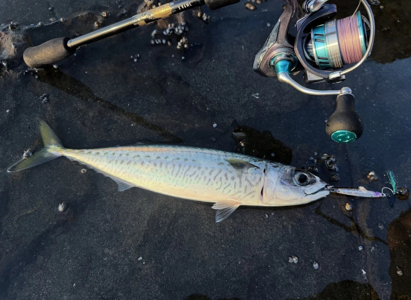 Cá mackerel là cá gì trong hệ sinh thái biển tự nhiên mới