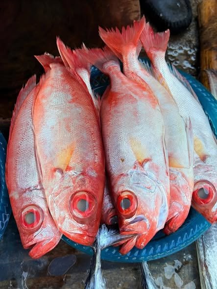 Cá Bã Trầu Là Cá Gì Và Những Điều Thú Vị Có Thể Bạn Chưa Biết