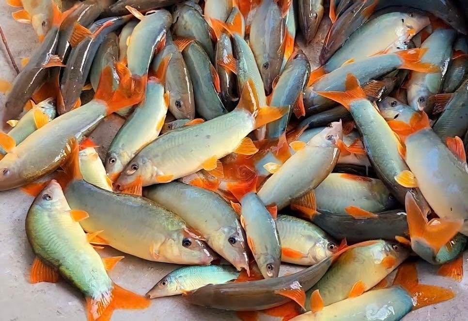 Cá Heo Nước Ngọt Cảnh Được Yêu Thích Vì Những Lý Do Gì