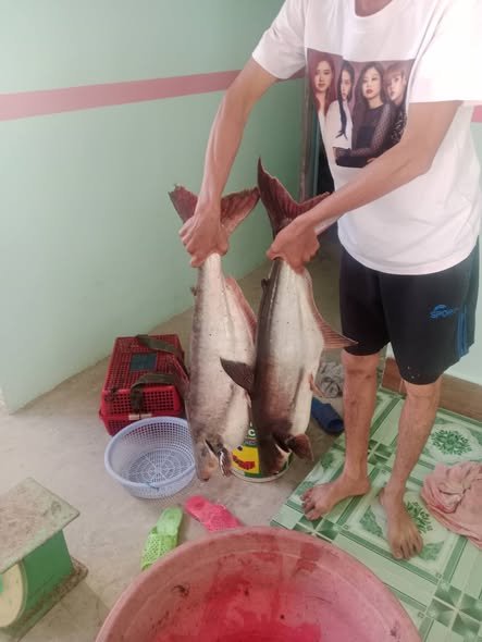 Cá Vồ Ăn Gì? Thực Đơn Giúp Cá Phát Triển To Và Khỏe