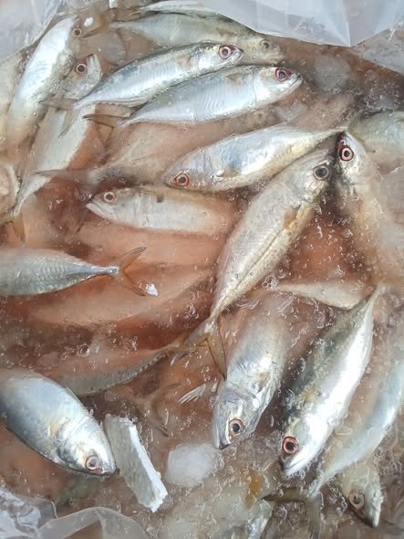 Cá ba thú là cá gì có gì đặc biệt trong tự nhiên Cá ba thú là cá gì có gì đặc biệt trong tự nhiên