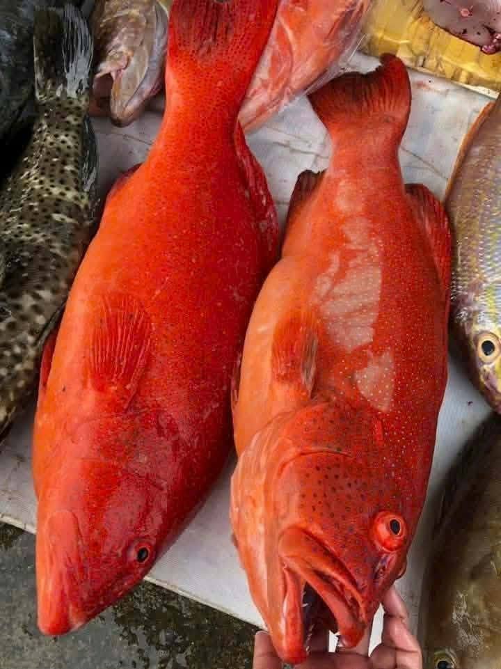 Các loài cá biển màu đỏ nổi bật trong thế giới đại dương Các loài cá biển màu đỏ được nhiều người săn tìm