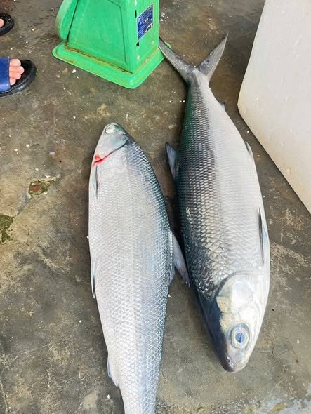 Cá măng nước mặn được khai thác nhiều tại Việt Nam