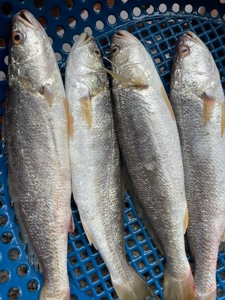 Cá lanh là cá gì và giá trị trong tự nhiên Cá lanh là cá gì trong hệ sinh thái nước ngọt
