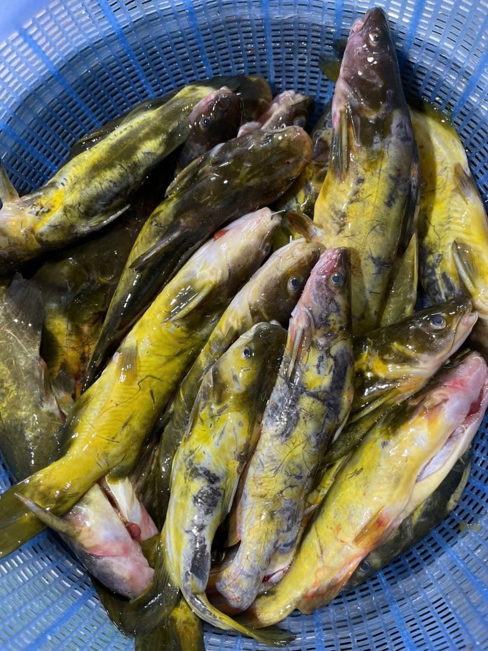 Cá bò sông Đà và cách nhận biết chính xác