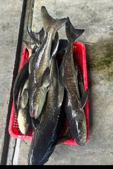 Hình ảnh cá bớp và giá trị kinh tế hiện nay Hình ảnh cá bớp và những điều thú vị ít biết