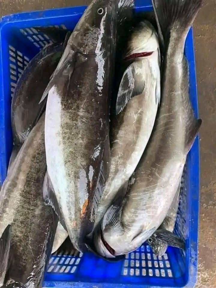 Hình ảnh cá bớp và giá trị kinh tế hiện nay Hình ảnh cá bớp có gì đặc biệt trong tự nhiên