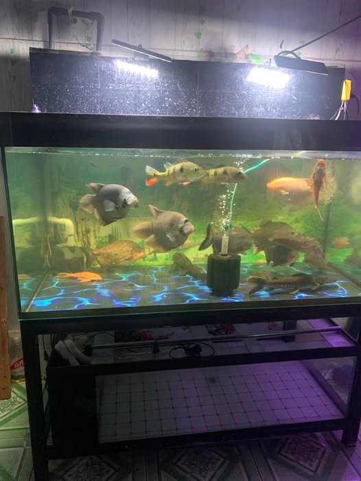 Cách tính m3 hồ cá giúp xác định dung tích bể chính xác