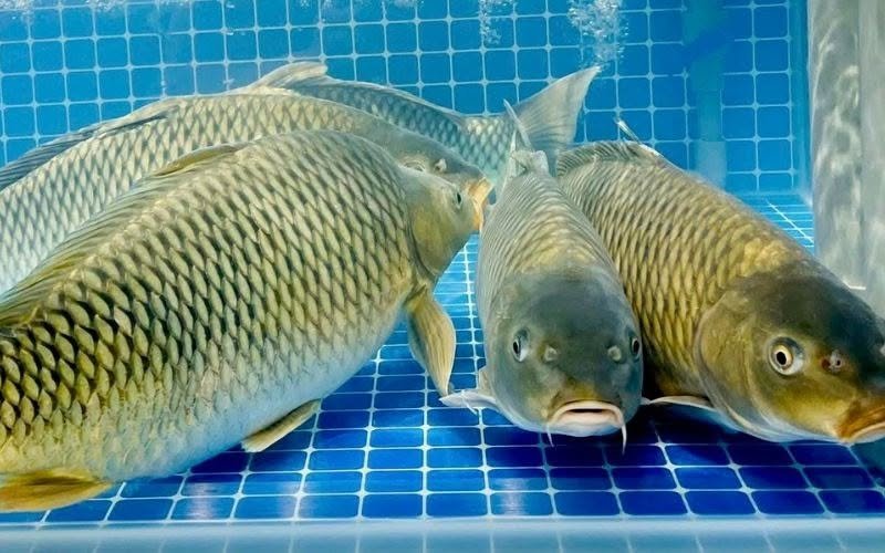 Đặc điểm của cá chép dễ hiểu cho người mới tìm hiểu