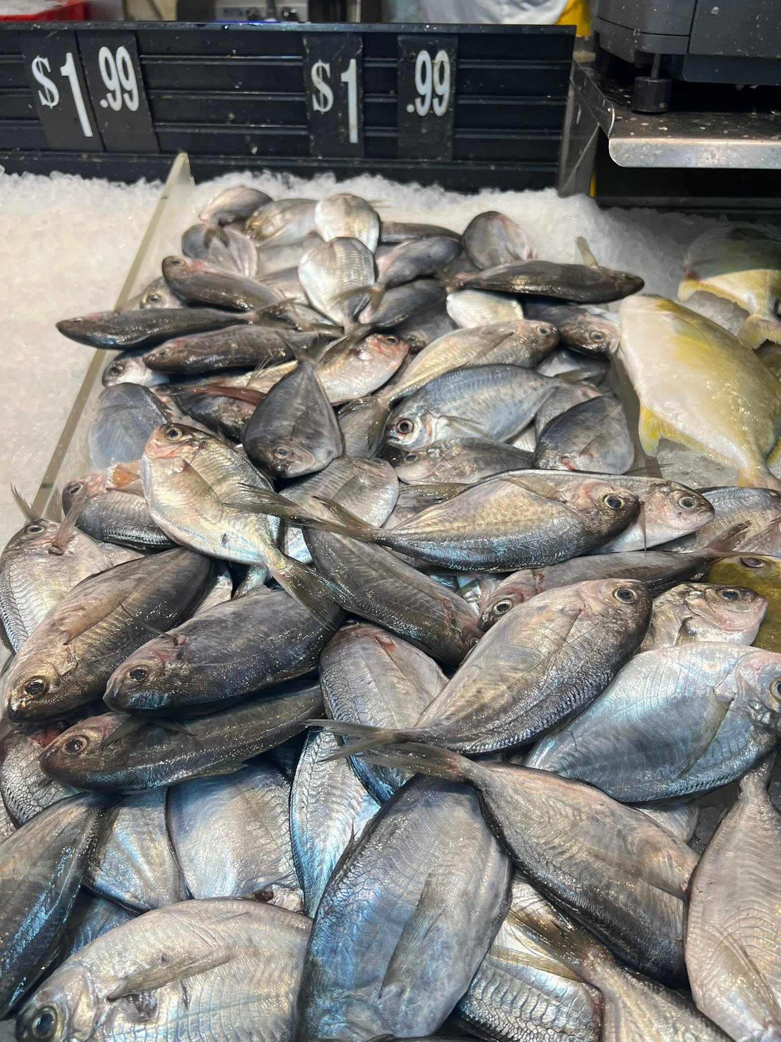 Butterfish là cá gì và có ăn được không bạn nên biết