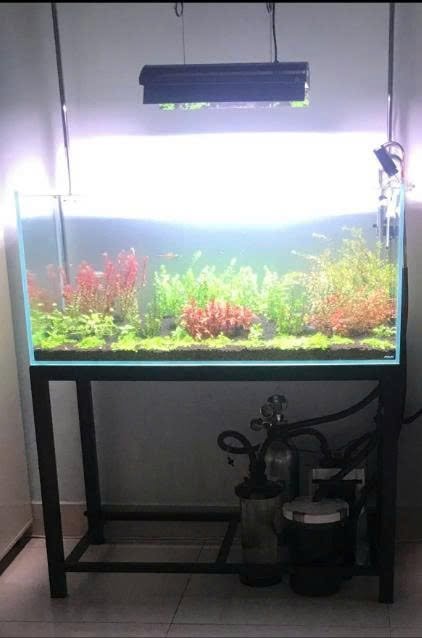 Kích thước bể cá 1m thiết kế đẹp cho người mới