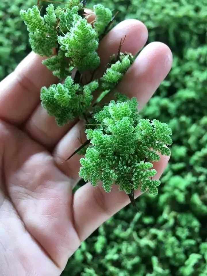 Bèo hoa dâu nuôi cá có tốt không và cách sử dụng