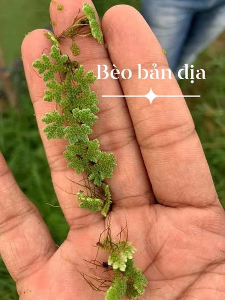 Bèo hoa dâu nuôi cá giúp cải thiện chất lượng nước