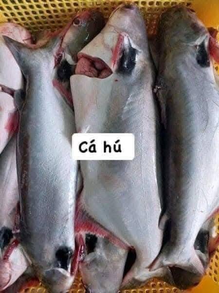 Mua cá hú ở Hà Nội hướng dẫn chọn cá ngon