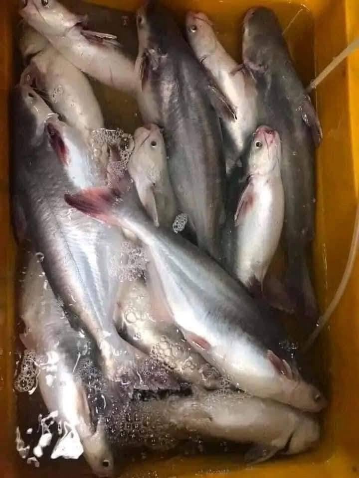 Mua cá hú ở Hà Nội cách chọn cá chuẩn nhất