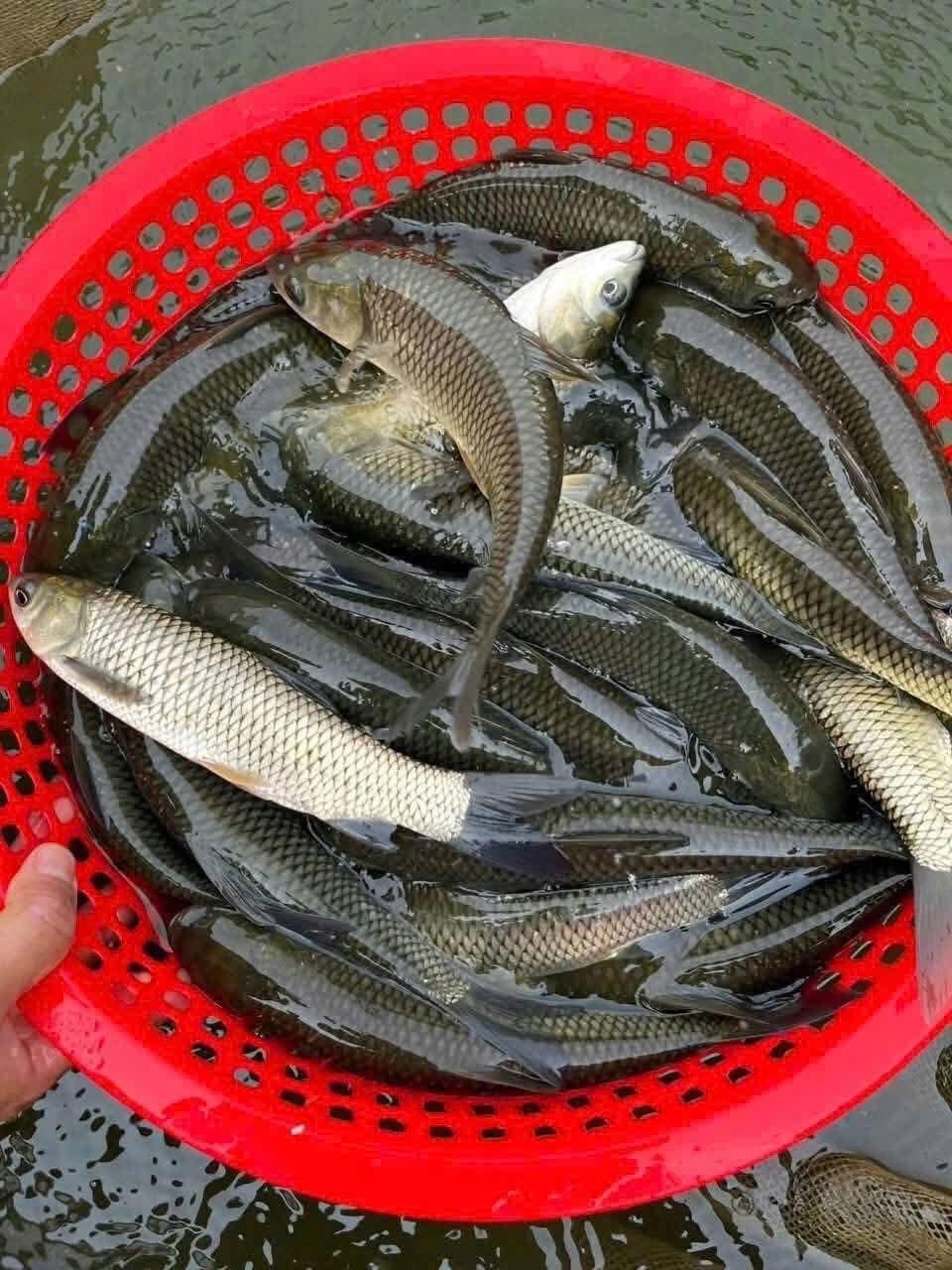 Cá rô biển nước mặn bơi trong môi trường hồ nuôi nhân tạo
