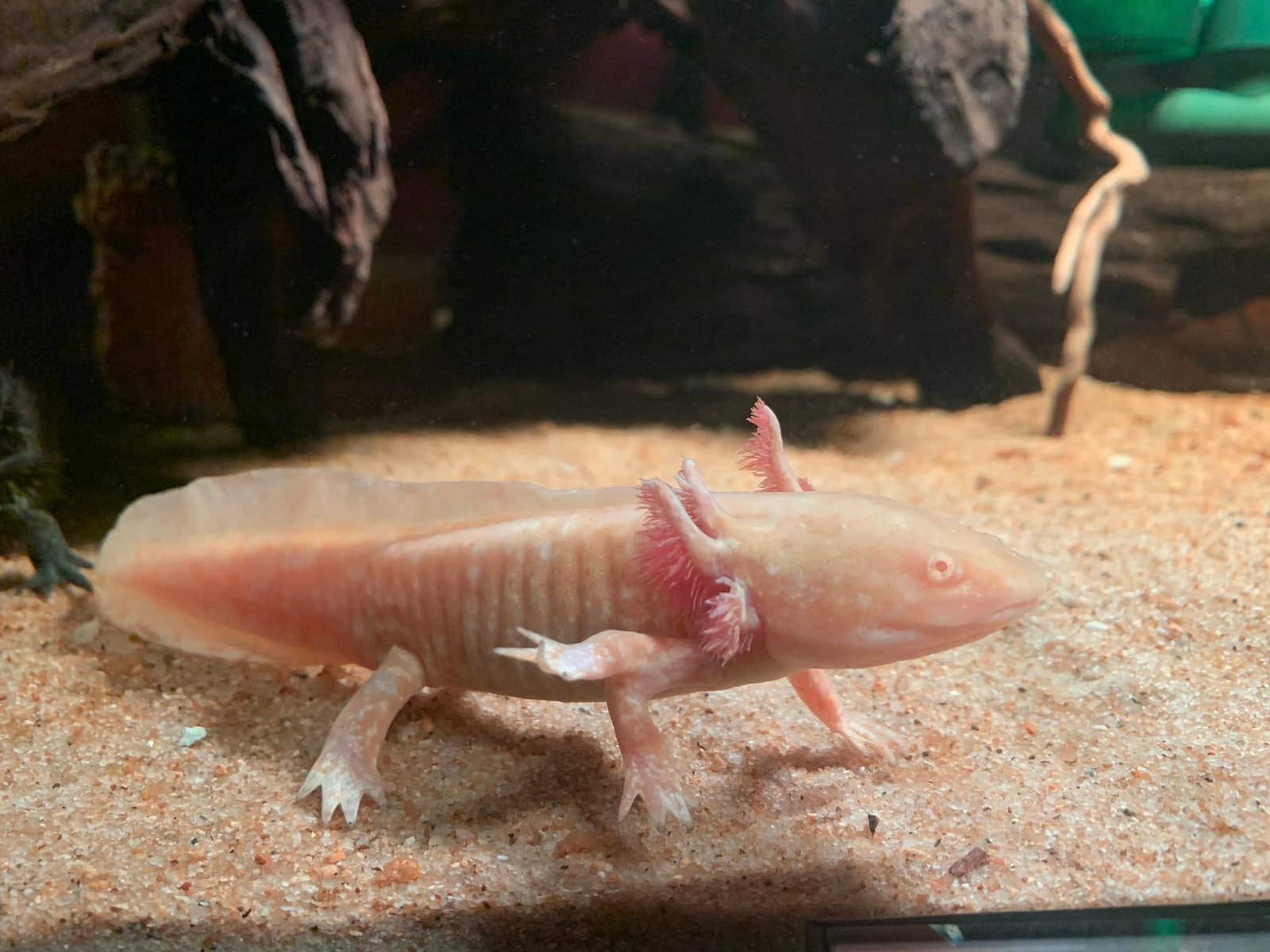 Cá axolotl màu hồng với hình dáng độc đáo trong bể kính