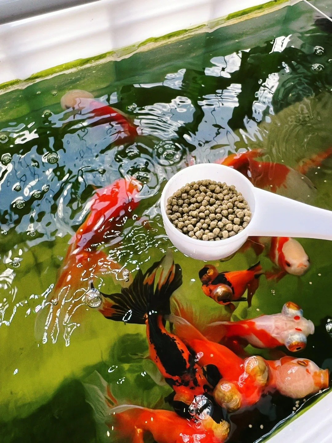 Tỷ lệ thức ăn cho cá theo trọng lượng cơ thể trong từng giai đoạn