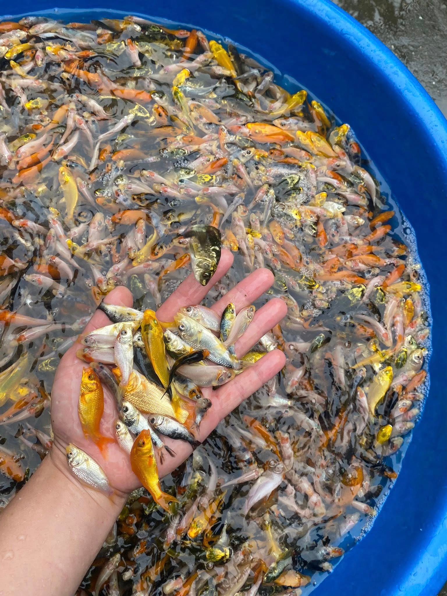 nhiều loại cá cảnh đẹp bán ở Mỹ Đình