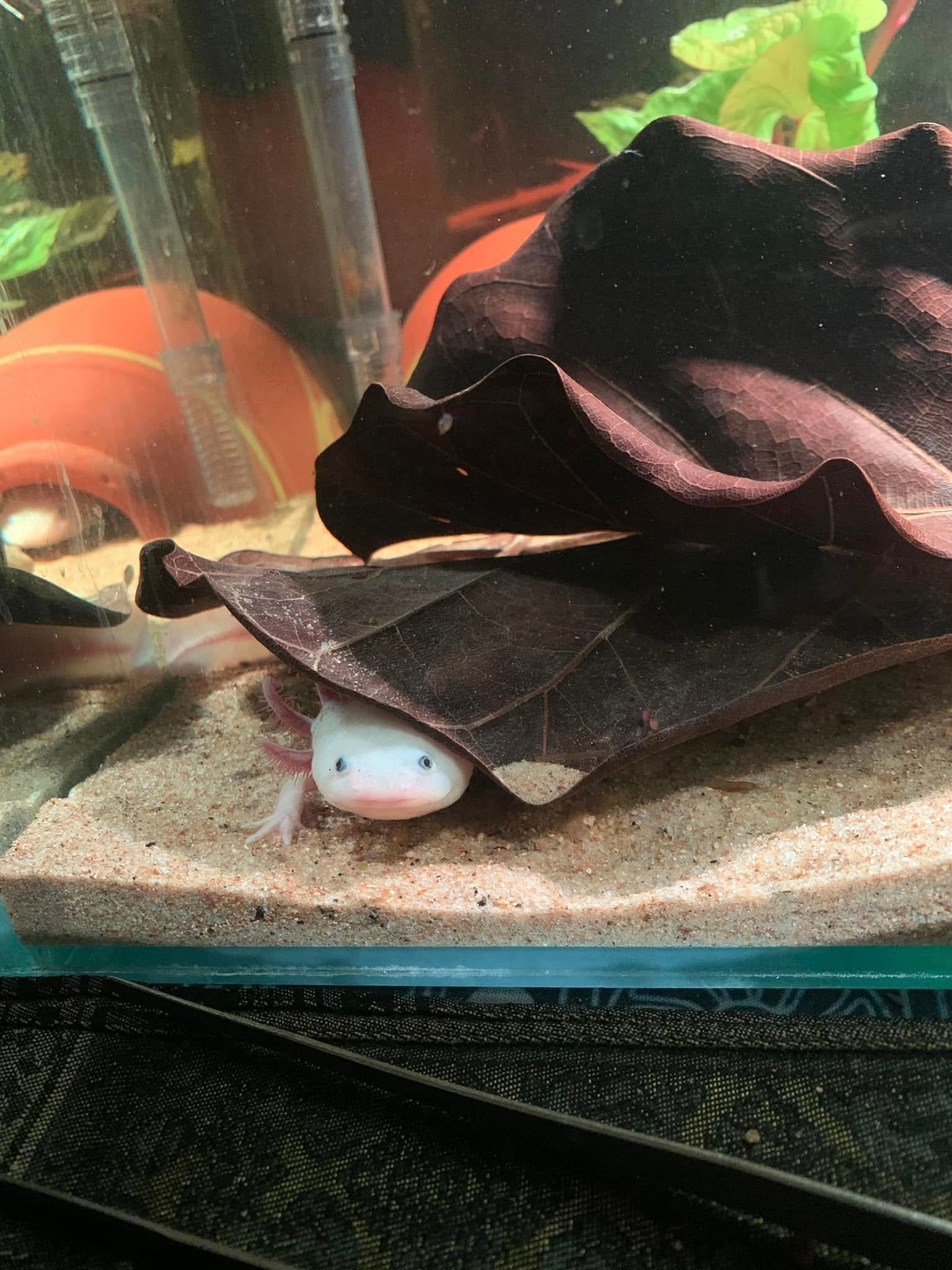 Mua Cá Axolotl TPHCM: Cẩm Nang Toàn Tập Cho Người Mới