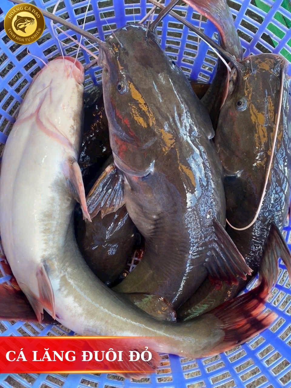 Tìm hiểu cá lăng đuôi đỏ ăn gì trong tự nhiên và bể nuôi