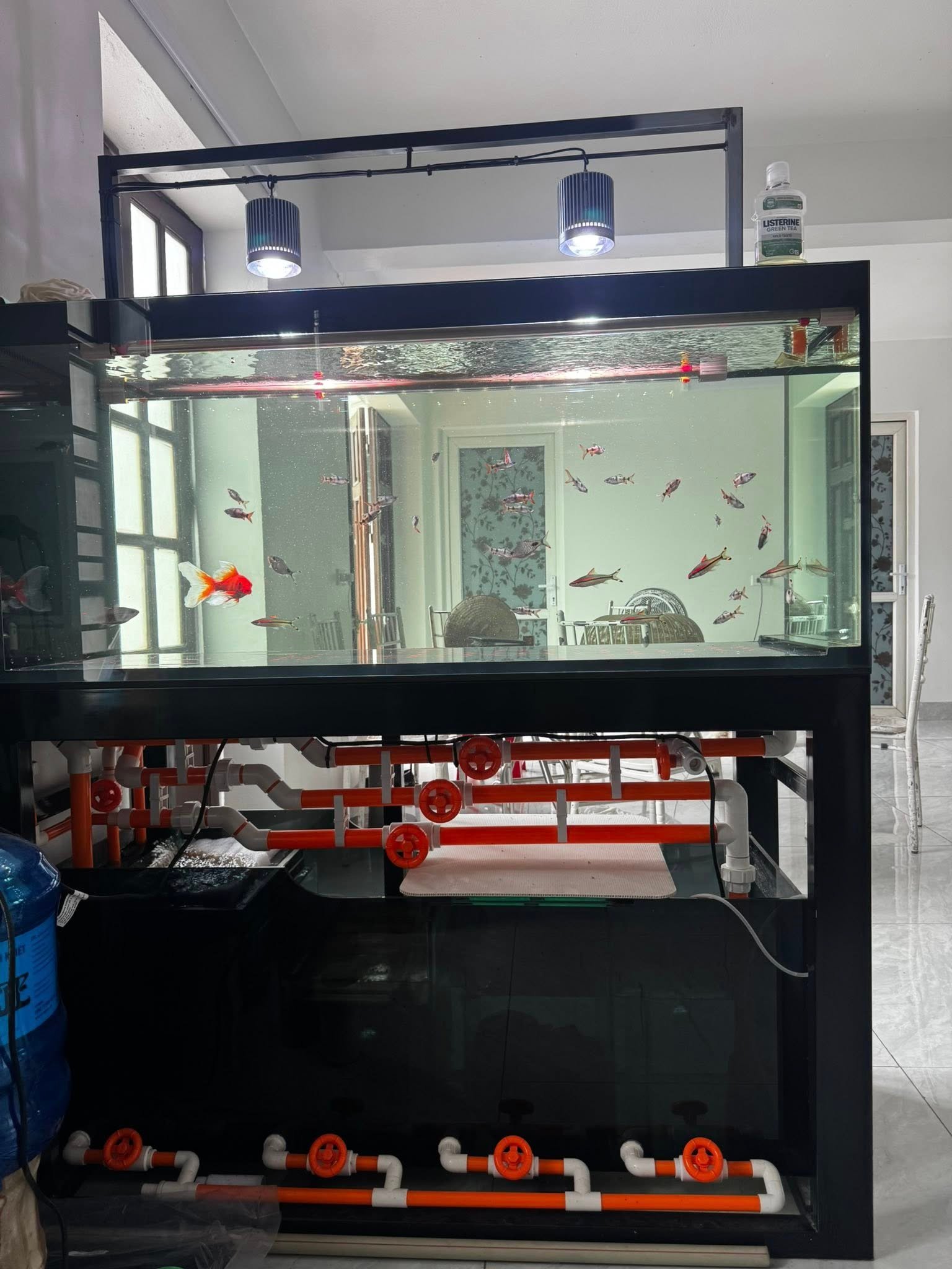 Những Shop Bán Cá Cảnh Được Nhiều Người Tin Chọn Không gian shop bán cá cảnh được nhiều người yêu thích hiện nay