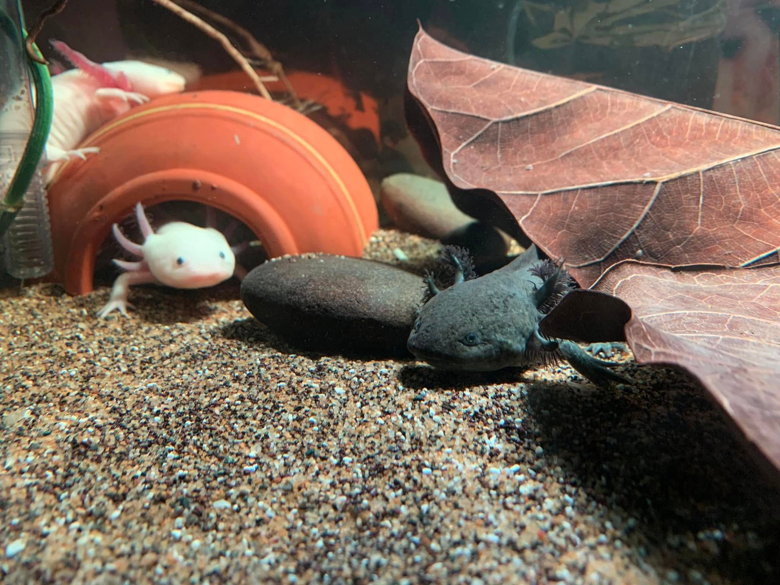 Mua Cá Axolotl TPHCM