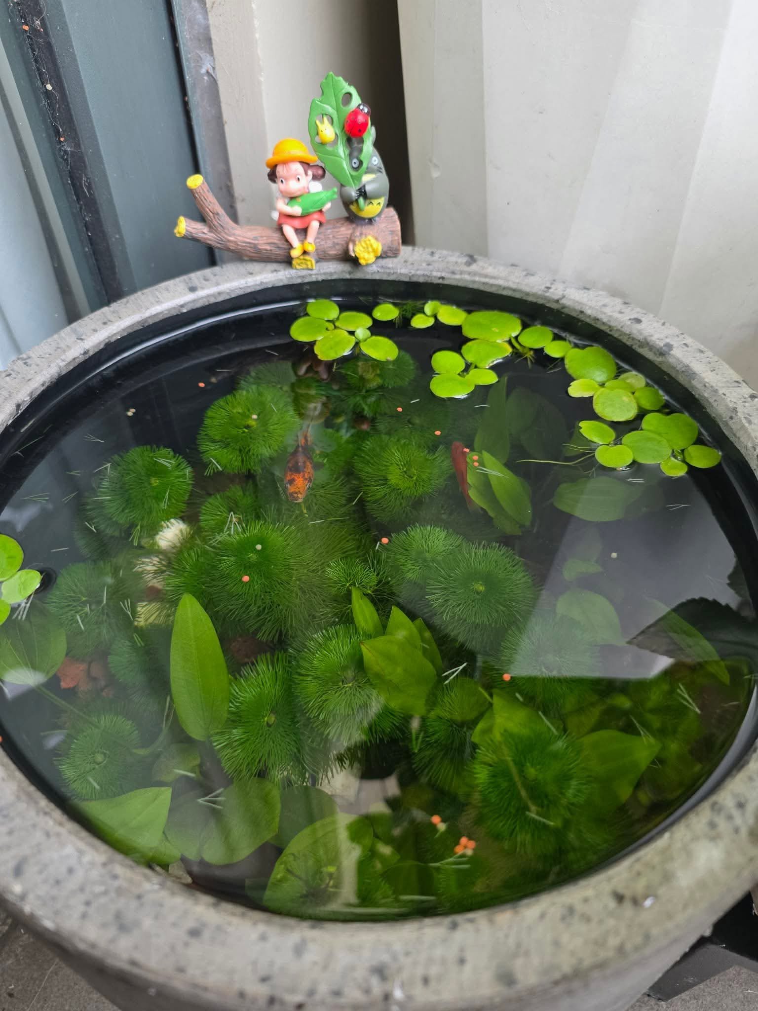 Cá nuôi ngoài trời thích nghi tốt với môi trường tự nhiên