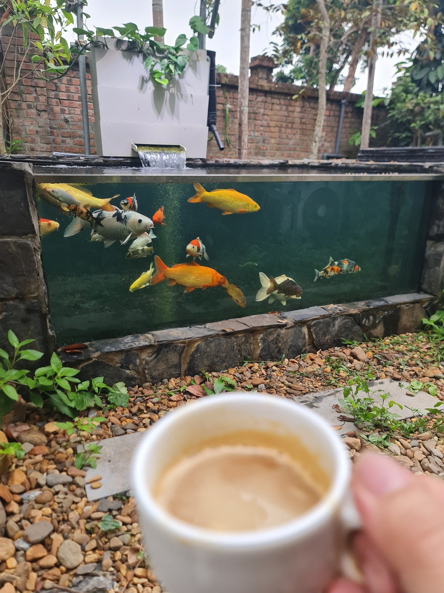 Cafe Cá Koi BMT Dream 