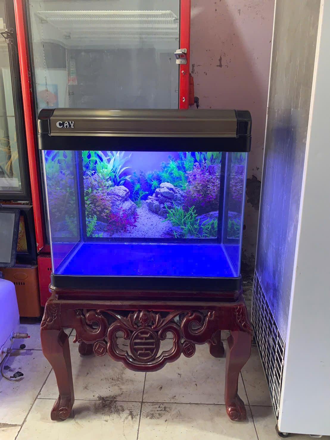 Bể cá cảnh cũ thanh lý tại Thái Bình