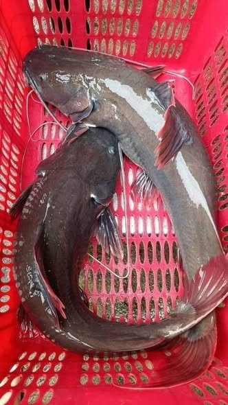 Nuôi cá lăng trong bể xi măng hướng dẫn chi tiết nhất