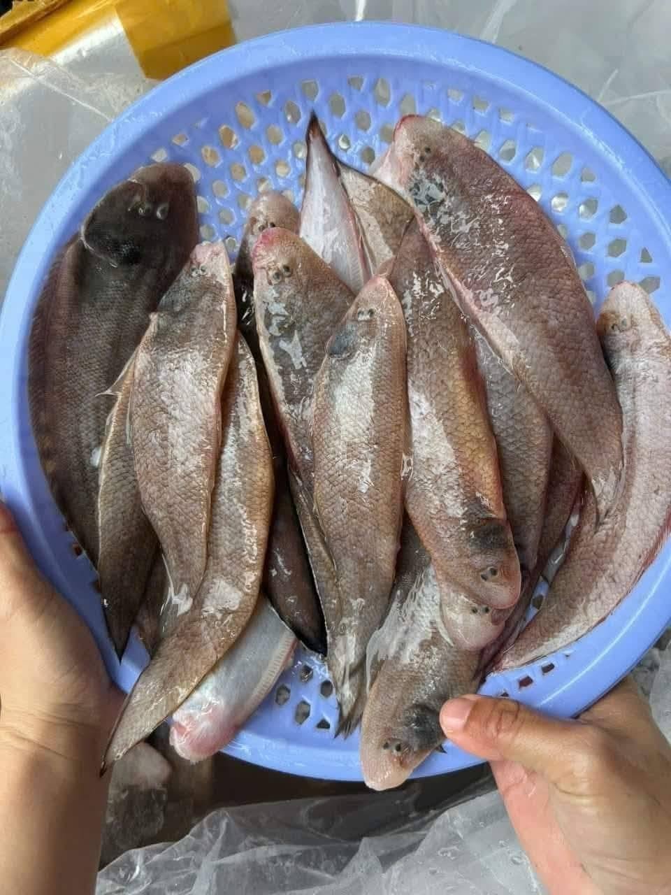 Cá Lưỡi Trâu Biển: Đặc Điểm Và Môi Trường Sống Tự Nhiên Cá lưỡi trâu biển với hình dáng dẹt đặc trưng dễ nhận biết