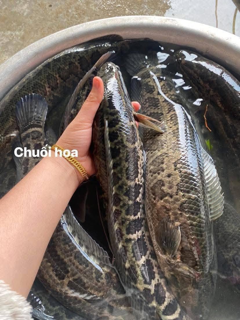 Cá Chuối và Cá Sộp khác nhau như thế nào chi tiết