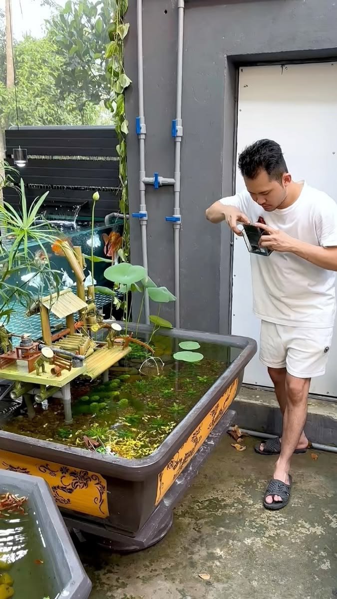 Cá cảnh Long Xuyên và kinh nghiệm nuôi cá khỏe, lên màu đẹp