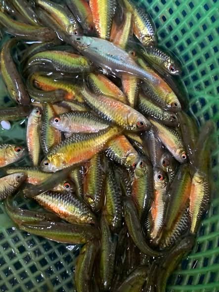 Cá đòng đong cân cấn sống ra sao Có dễ nuôi không