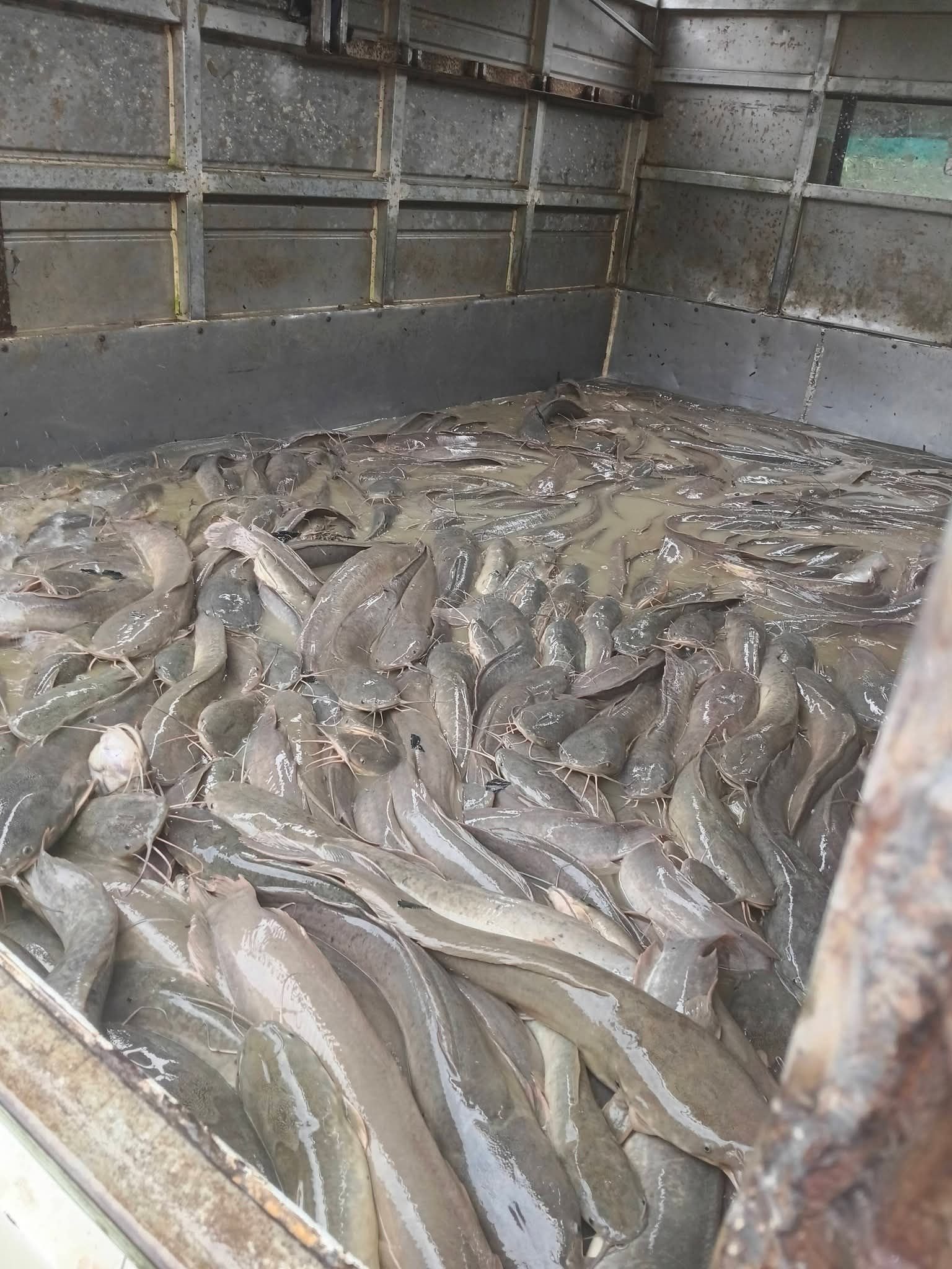 Cá trê nuôi chung với cá gì để tránh đánh nhau hiệu quả