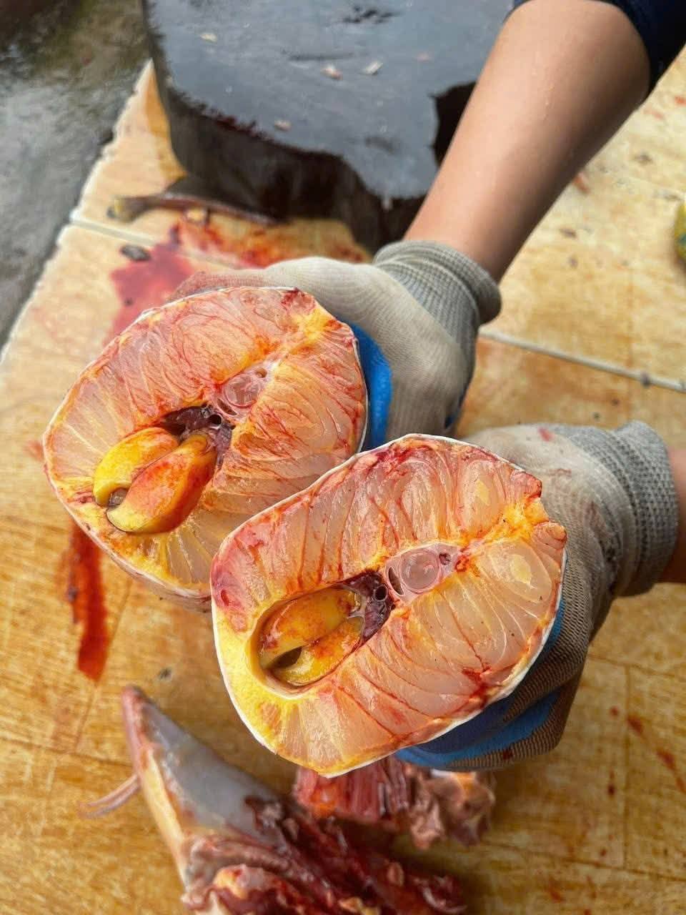 Các loài cá xương sụn và vai trò của nó trong hệ sinh thái
