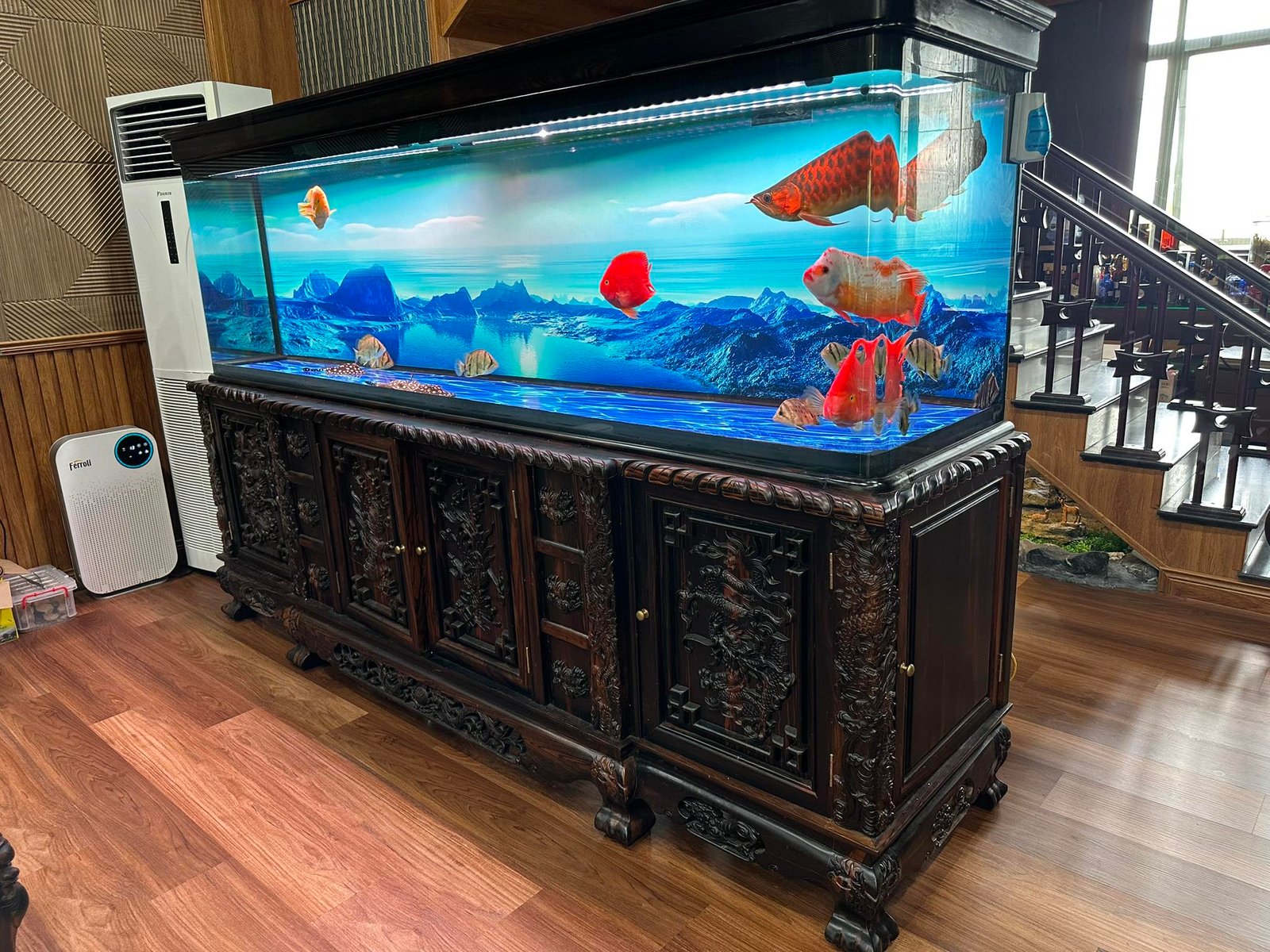Danh sách shop cá cảnh Hưng Yên đáng mua nhất