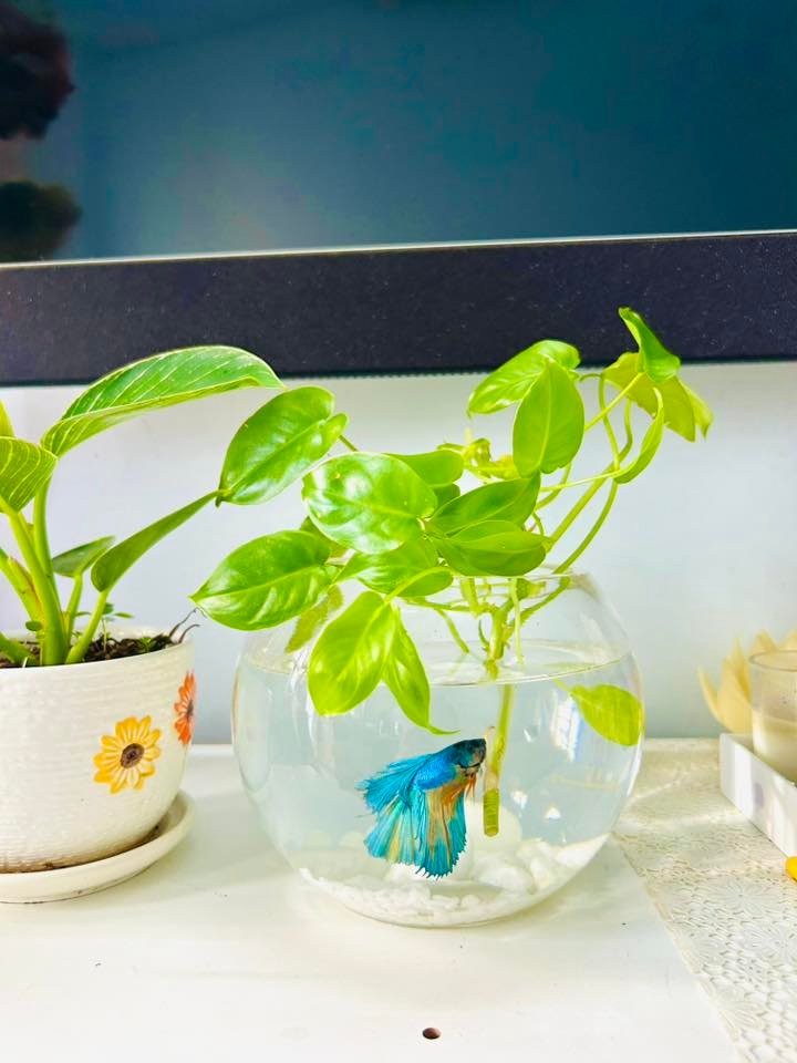 Địa chỉ bán cá chọi Thái ở Hà Nội được nhiều người tin chọn