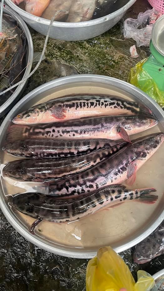 Giá cá lóc bông 1kg mới nhất và kinh nghiệm chọn cá