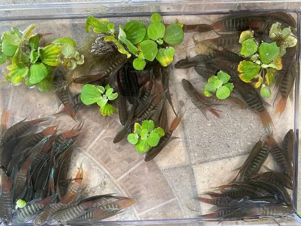 Gợi ý địa chỉ bán cá cờ ở Hà Nội được ưa chuộng