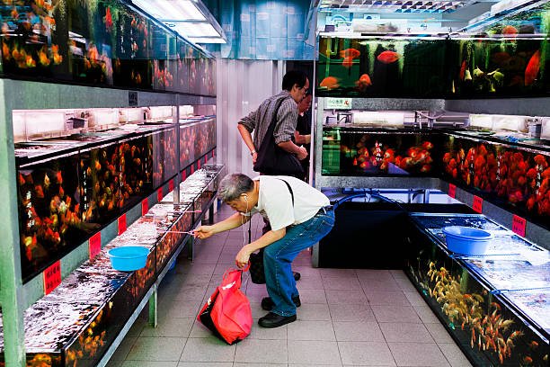Gợi ý tiệm cá cảnh Mỹ Tho đa dạng cá đẹp, dễ nuôi
