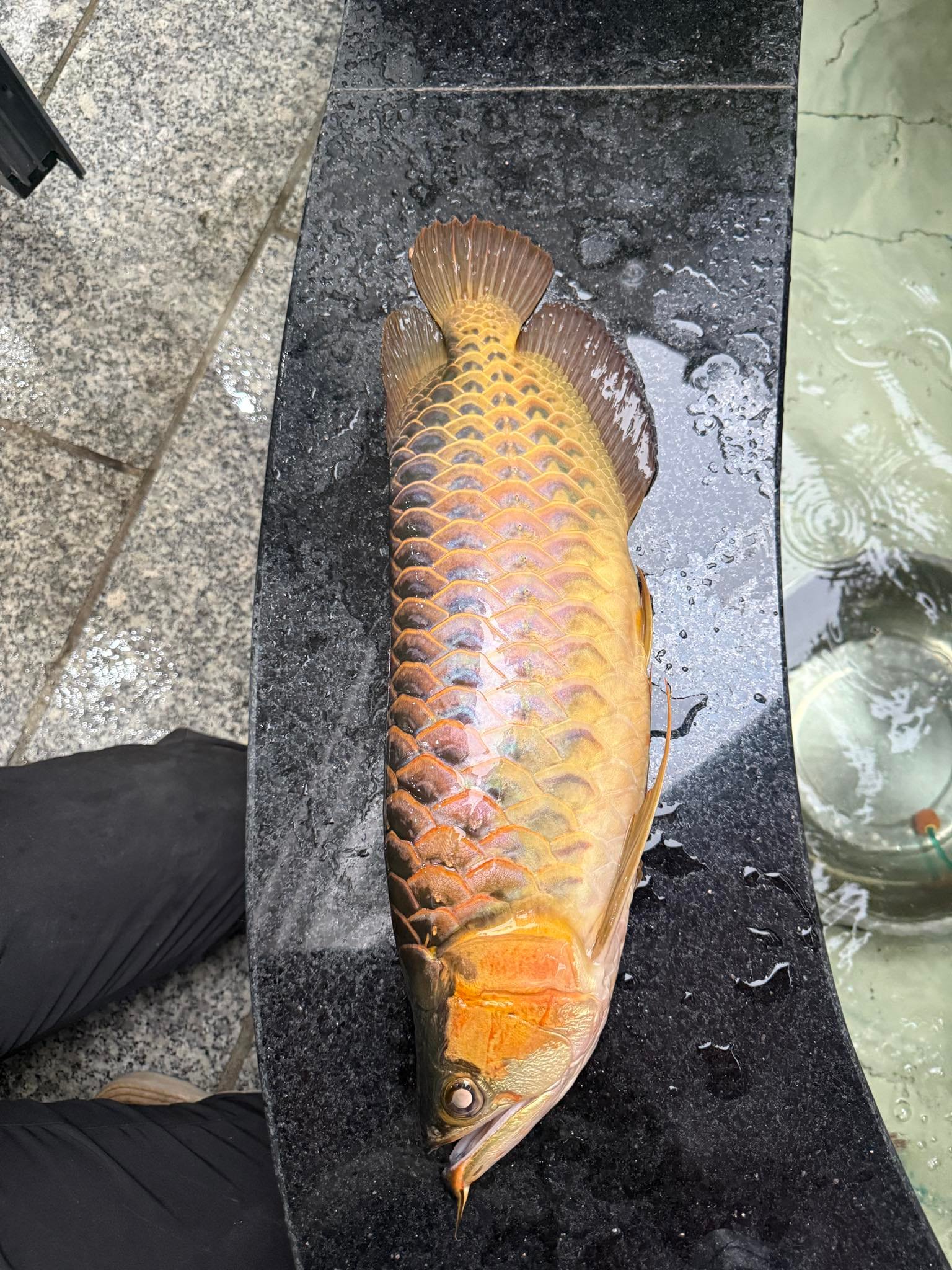 Hướng dẫn cá Rồng chết nên làm gì và cách xử lý hiệu quả Hướng dẫn cá Rồng chết nên làm gì và cách xử lý hiệu quả